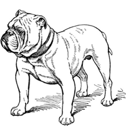 Welcome To British Bulldog Breeders