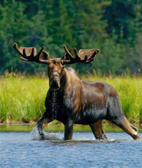 Magnificent bull moose wading in a river. Canada’s Rocky Mountain Cordillera is a haven for