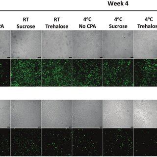 Brightfield Grayscale And Fluorescent Green Imaging Of GFP