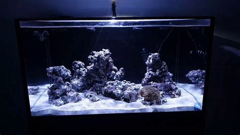 New Reef Tank 50 Gallon Lagoon Ep1 Youtube