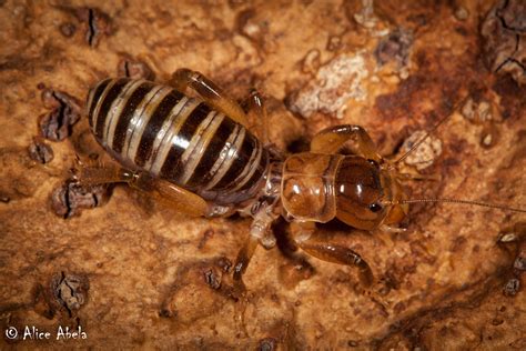 Jerusalem Cricket Ammopelmatus Sp Boat House 6 Nymph Flickr