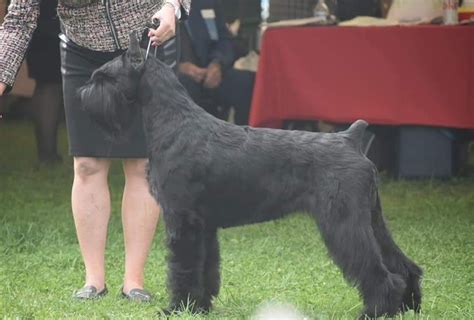 Giant Schnauzer Puppies For Sale