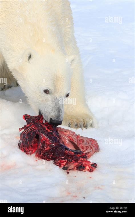 Polar Bear Eating A Seal On The Pack Ice In The Arctic Stock Photo Alamy