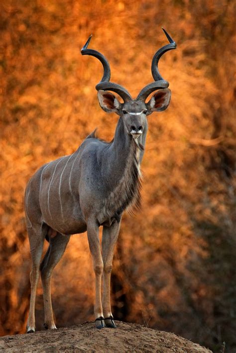 Greater Kudu Spiral Into Discovering The Majestic Horned Antelope