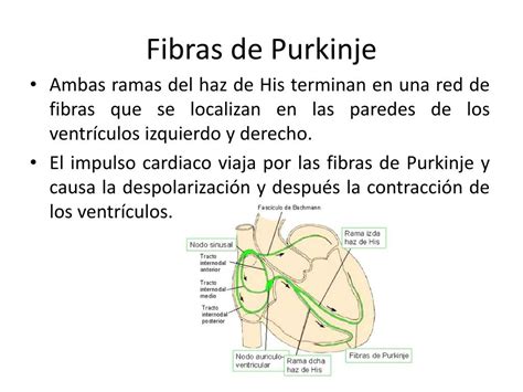 PPT Electrocardiografía PowerPoint Presentation free download ID