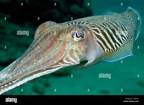 Cuttlefish Sepia Officinalis Swimming Underwater Facing Away Stock