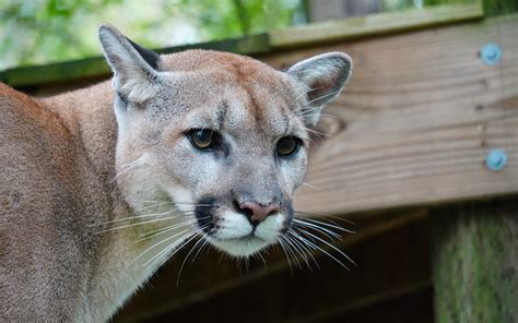 Cougars Archives - Carolina Tiger Rescue