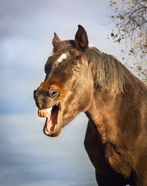 Ugly Horse Stock Photos Pictures And Royalty Free Images Istock