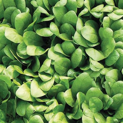 Шпинат Аполло: описание сорта, характеристики, агротехника посадки и ...