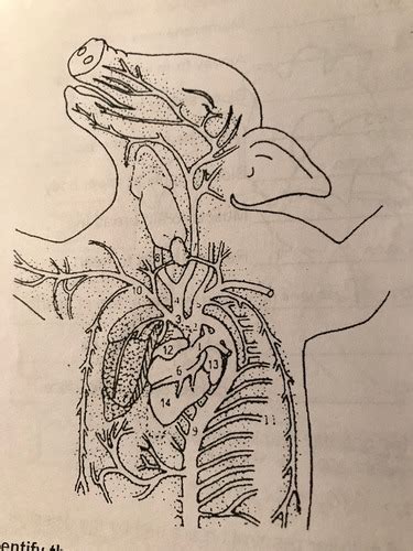 Pig Dissection Review Packet Flashcards Quizlet