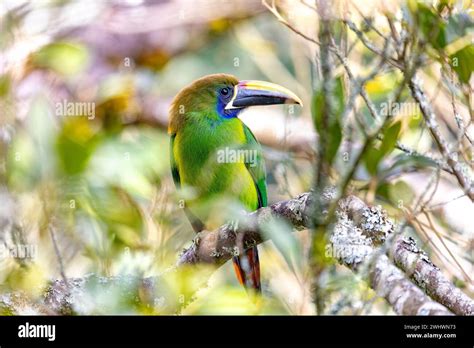 Emerald Toucanet Aulacorhynchus Prasinus San Gerardo Costa Rica