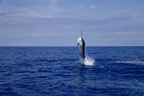 World Record For Biggest Blue Marlin American Oceans