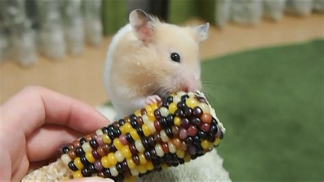 食べられへん！ってなるハムスター！初めてのグラスジェムコーン！おもしろ可愛いハムスターglass Gem Cone Funny Hamster