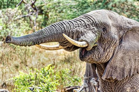 Free Photo | Closeup shot of an elephant making trumpet sound by pushing air through its trunk