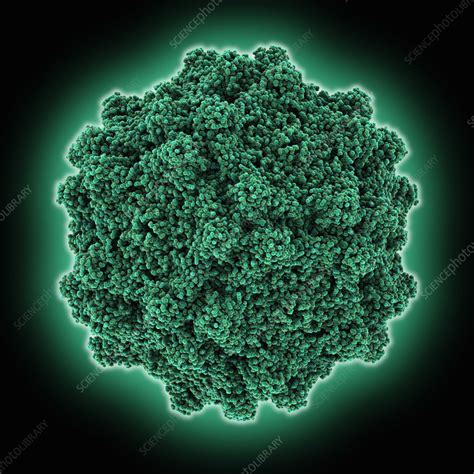 Adeno Associated Virus Serotype 4 Capsid Molecular Model Stock Image