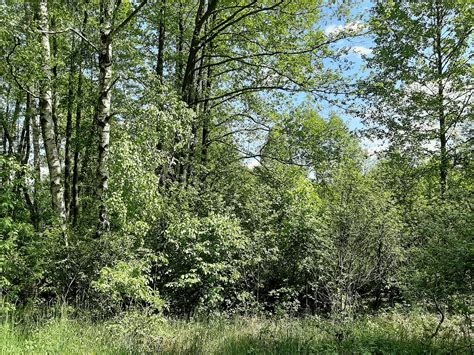 foret taillis des arbres region photo gratuite sur pixabay pixabay