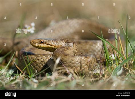 Smooth Snake Hi Res Stock Photography And Images Alamy