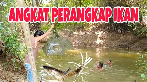 AMBIL PERANGKAP IKAN DAPAT BANYAK UDANG KALI YouTube