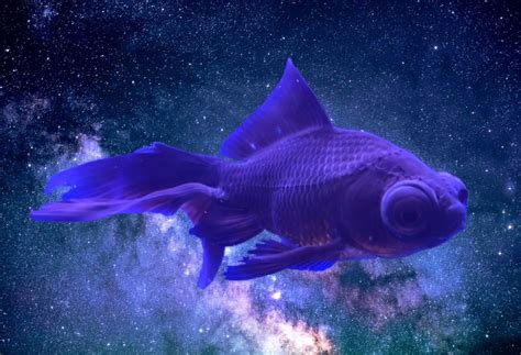 - Space Fish - - Collection | OpenSea