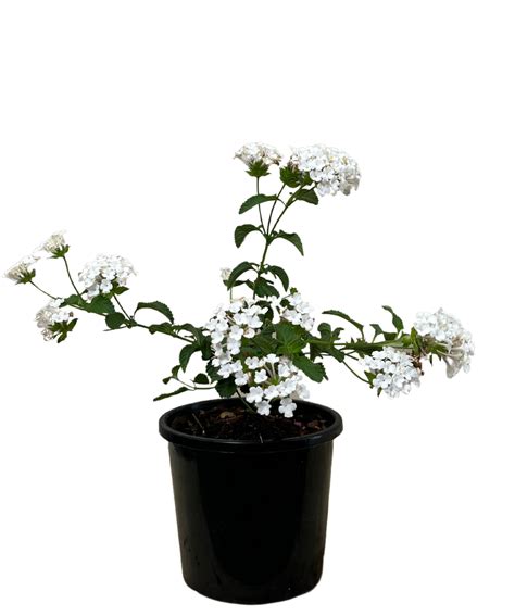 Lantana Montevidensis Alba