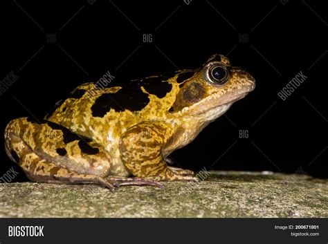 Common Frog (Rana Image & Photo (Free Trial) | Bigstock