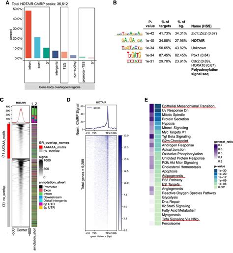 Unique Role For Lncrna Hotair In Defining Depot Specific Gene