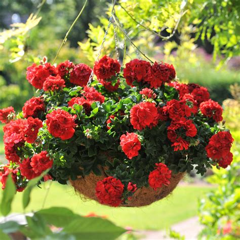 Pelargonium Great Balls of Fire Collection - Garden Express