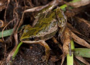 Boreal Chorus Frog 101: Physical Characteristics, Habitat, Behavior, and Conservation Status