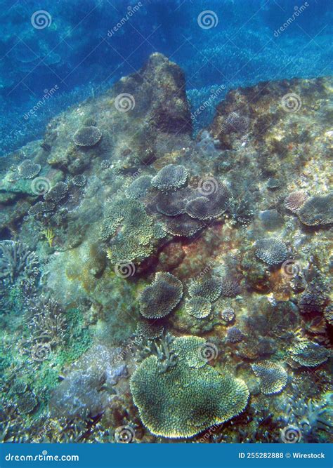 Colorida Variedad De Corales Creciendo En Un Arrecife En La Gran Isla
