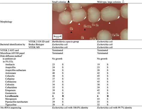 Bacterial Identification And Antimicrobial Susceptibility Testing