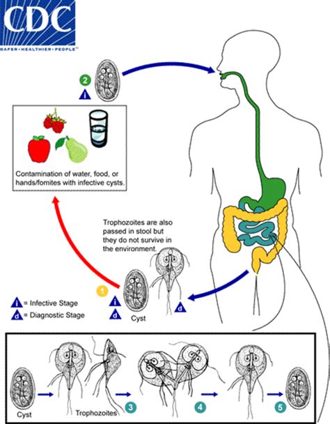 2 Life Cycle Of Giardia Spp With Infective Cyst 1 2 5 Two Download Scientific Diagram