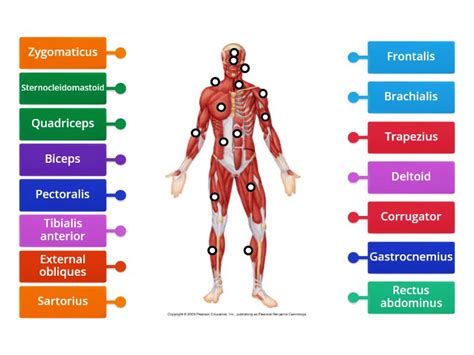 Muscular System Labelled Diagram