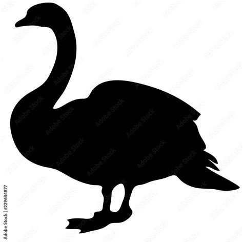 Black Swan Vector Silhouette Bird Nice Nature Stock Vector Adobe Stock