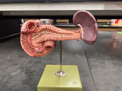 Anterior Pancreas Model Diagram Quizlet