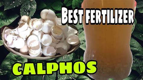 Calcium Phosphate Calphos Balat Ng Itlog Gawin Nating Fertilizer Best Organic Fertilizer