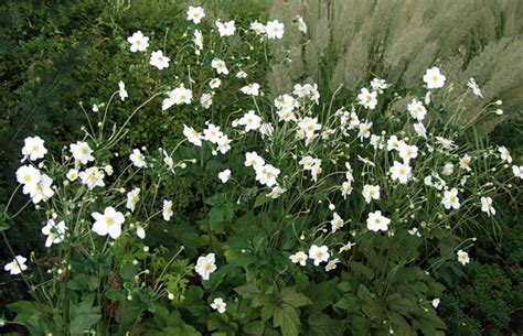 Anemone Hupehensis Var Japonica Honorine Jobert Herbst Anemone