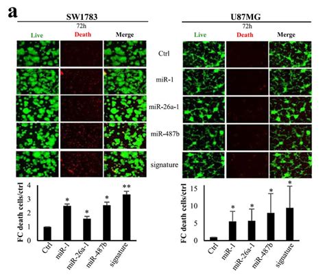 Cyto3D® Live-Dead Assay Kit for 3D / 2D Cell Culture