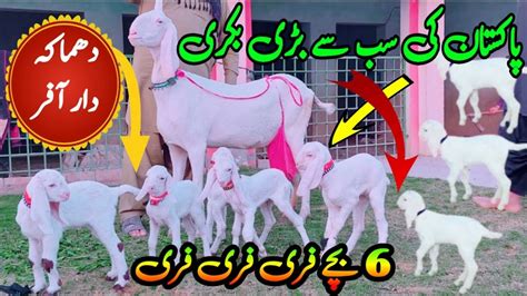 Pakistan No Baby Goats Original Rajanpuri Gulabi Bachoon Wali