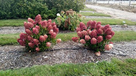 The Ultimate Guide To Growing Panicle Hydrangeas