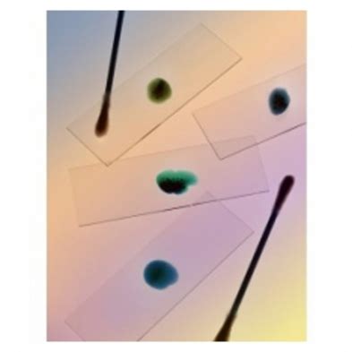 Monocot Leaf Epidermis, Whole-mount, Showing Stomata Westlab