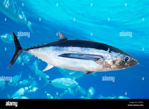 Roter Thun Thunnus Thynnus Stockfotos Und Bilder Kaufen Alamy