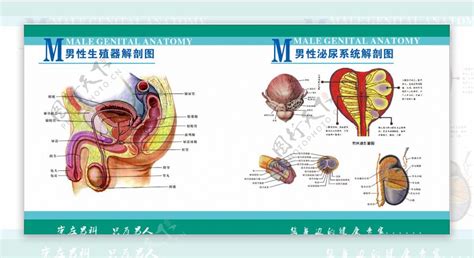 男性生殖器解剖图图片素材 编号18463983 图行天下