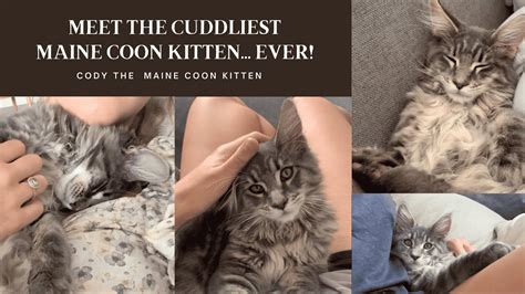 ADORABLE Maine Coon Kitten Cuddles Sound On YouTube