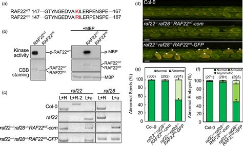 The Raflike Mitogenactivated Protein Kinase Kinase Kinases Raf And