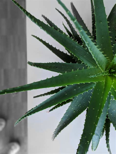 Come Coltivare E Curare La Aloe Vera Garden Bulzaga