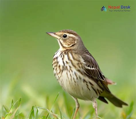 Richard's Pipit: The Wandering Songster of the Fields | Nepal Desk