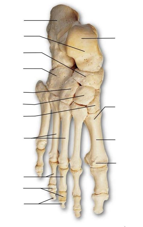 Foot Bones Diagram Quizlet