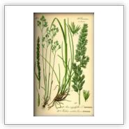 Deschampsia flexuosa, Wavy Hair-grass - Seeds - plants - dried herbs