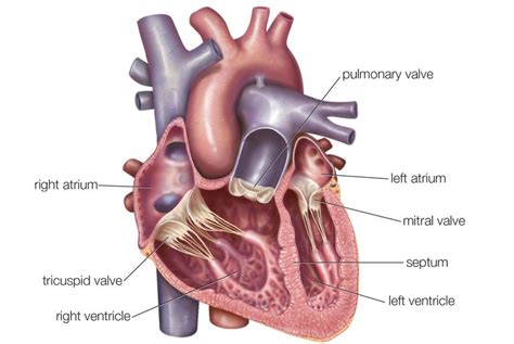 Atria of the Heart Function