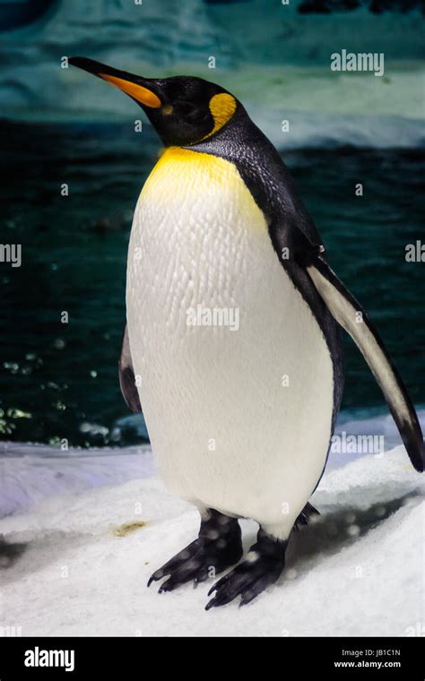 Tall Penguin Hi Res Stock Photography And Images Alamy